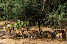 Herd of Deer at the Sariska Tiger Reserve Herd of Deer at the Sariska Tiger Reserve